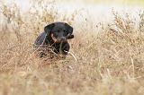 BEAUCERON - PUPPIES 137
